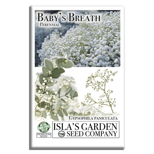 Baby’s Breath Flowers | 2000 Seeds/Pk