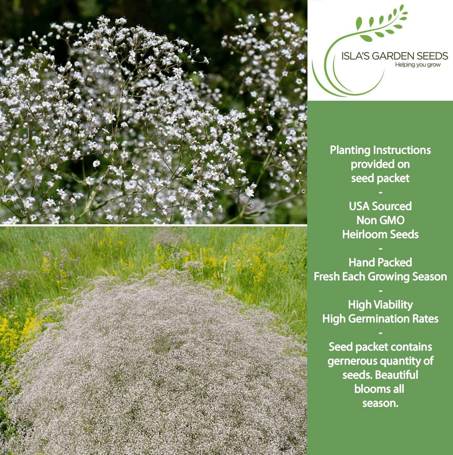Baby’s Breath Flowers | 2000 Seeds/Pk