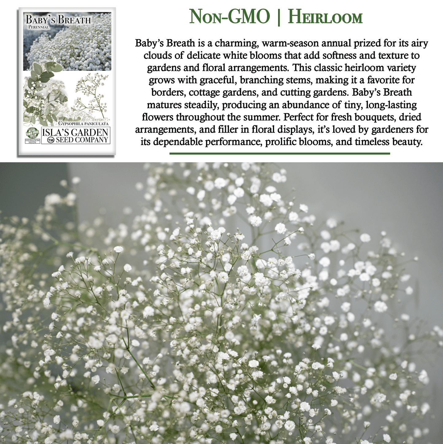 Baby’s Breath Flowers | 2000 Seeds/Pk