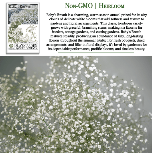 Baby’s Breath Flowers | 2000 Seeds/Pk