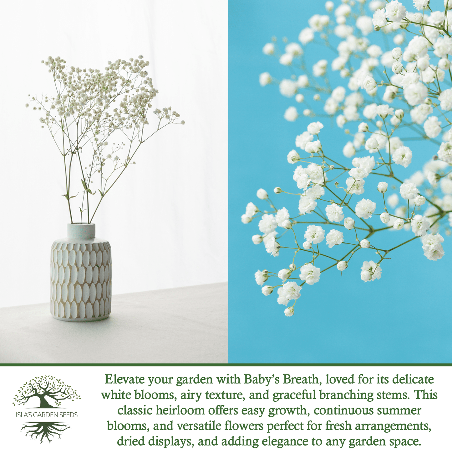 Baby’s Breath Flowers | 2000 Seeds/Pk