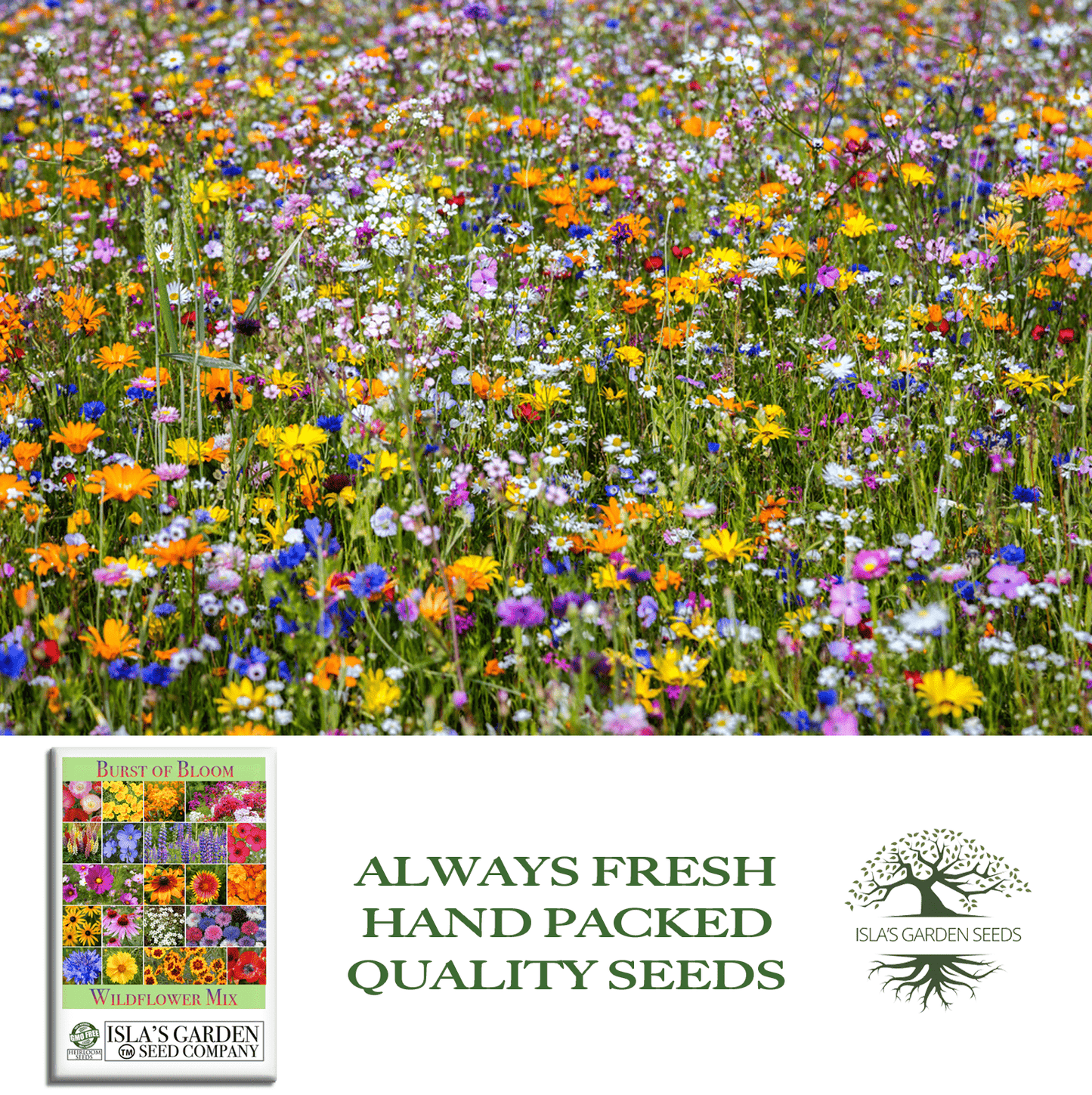Burst of Bloom Wildflowers | 2500 Seeds/Pk
