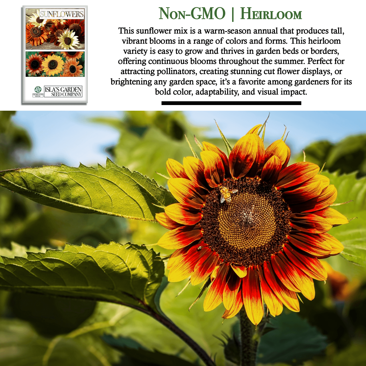 All Sorts Mix Sunflowers | 25 Seeds/Pk