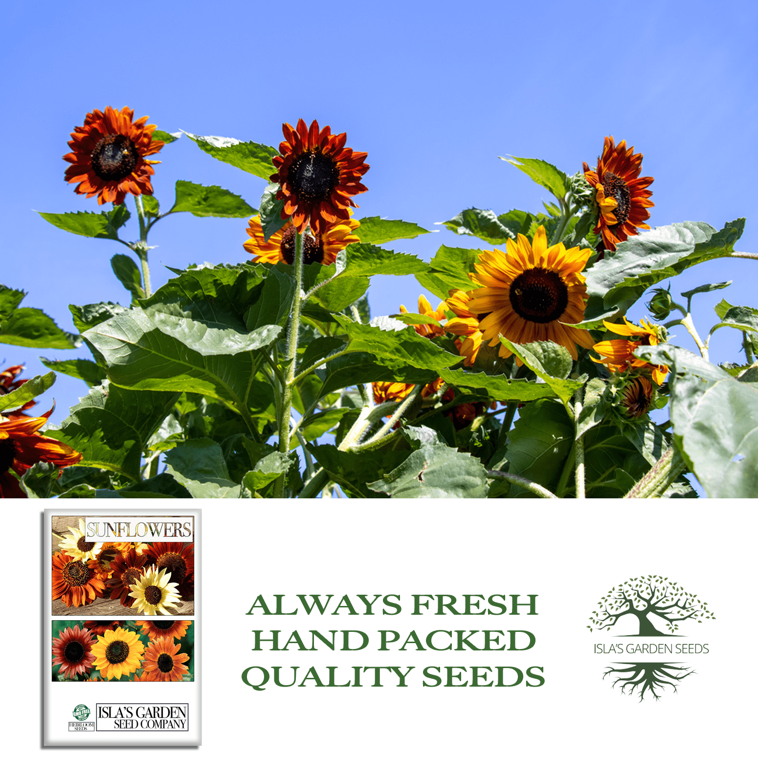 All Sorts Mix Sunflowers | 25 Seeds/Pk