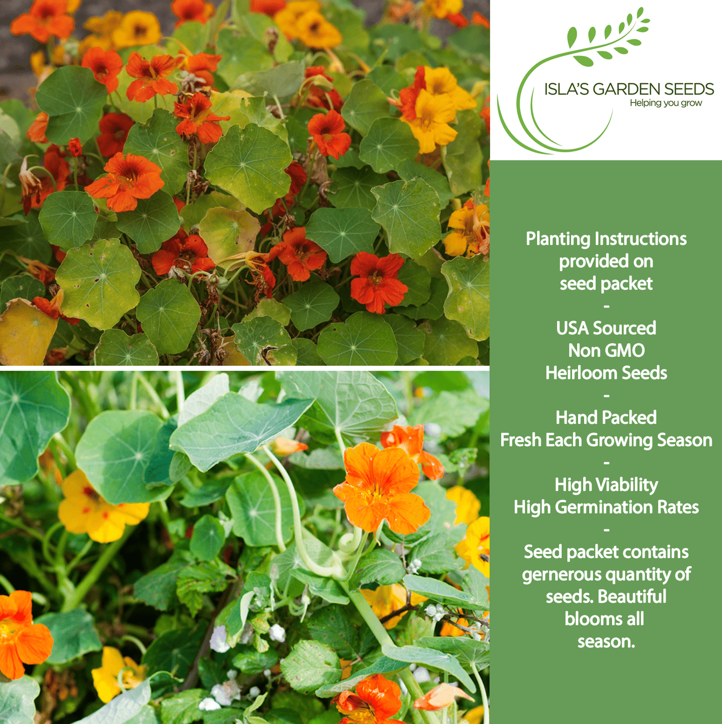 Nasturtium Tall Single Blend Flowers | 50 Seeds/Pk
