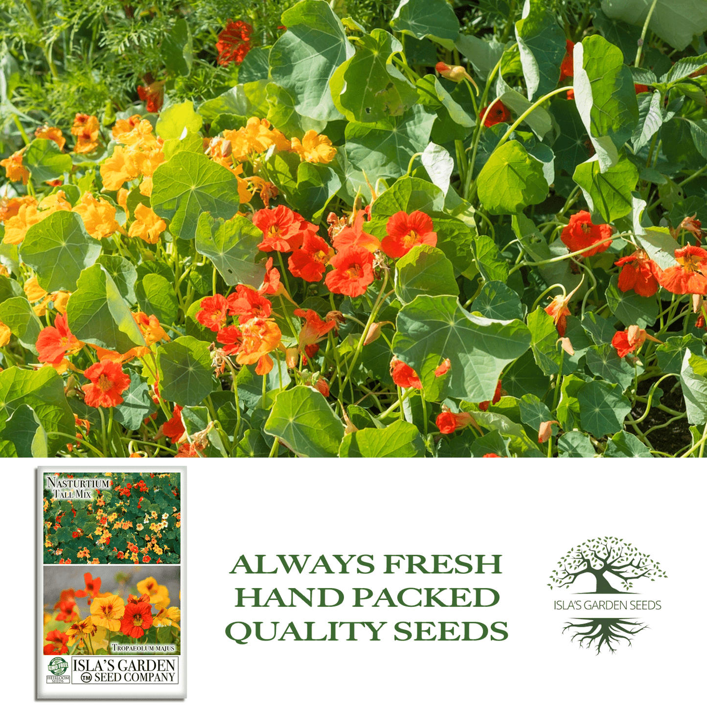 Nasturtium Tall Single Blend Flowers | 50 Seeds/Pk
