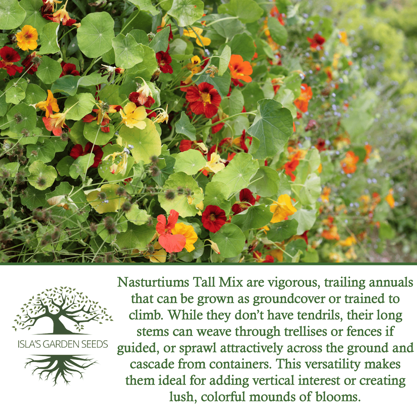 Nasturtium Tall Single Blend Flowers | 50 Seeds/Pk