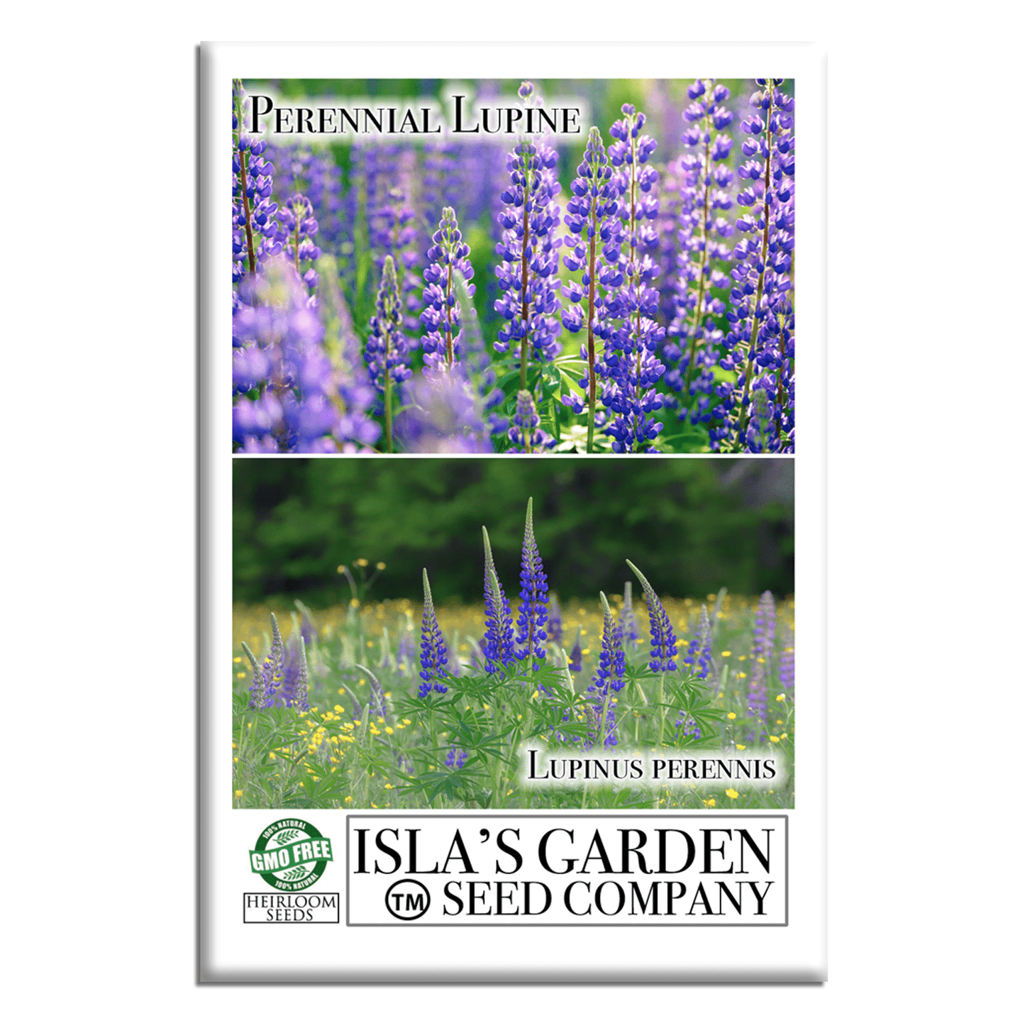 Perennial Lupine Flowers | 150 Seeds/Pk