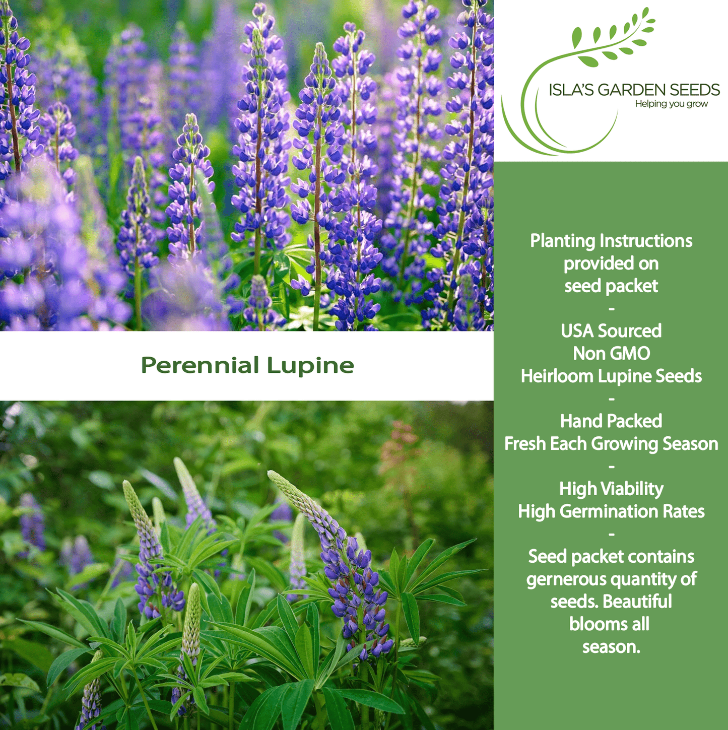 Perennial Lupine Flowers | 150 Seeds/Pk