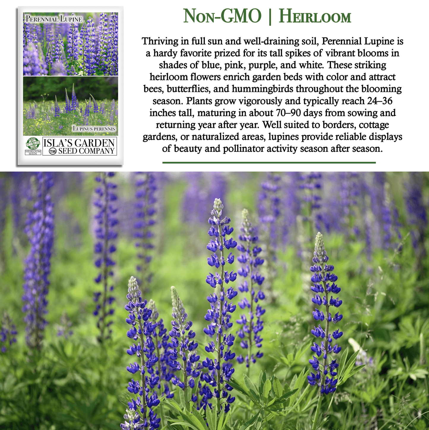 Perennial Lupine Flowers | 150 Seeds/Pk