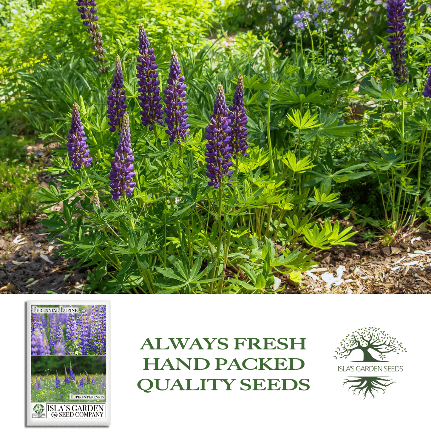 Perennial Lupine Flowers | 150 Seeds/Pk