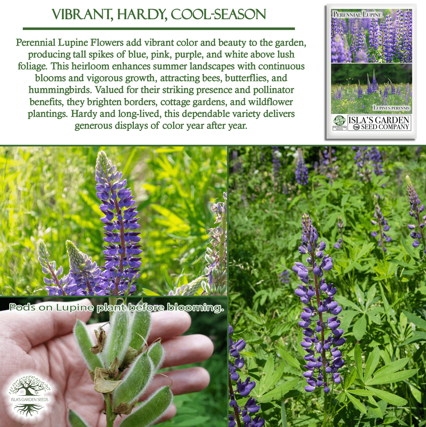 Perennial Lupine Flowers | 150 Seeds/Pk