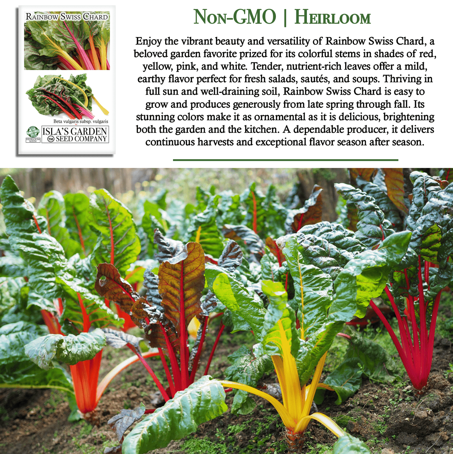 Swiss Chard Rainbow | 300 Seeds/Pk