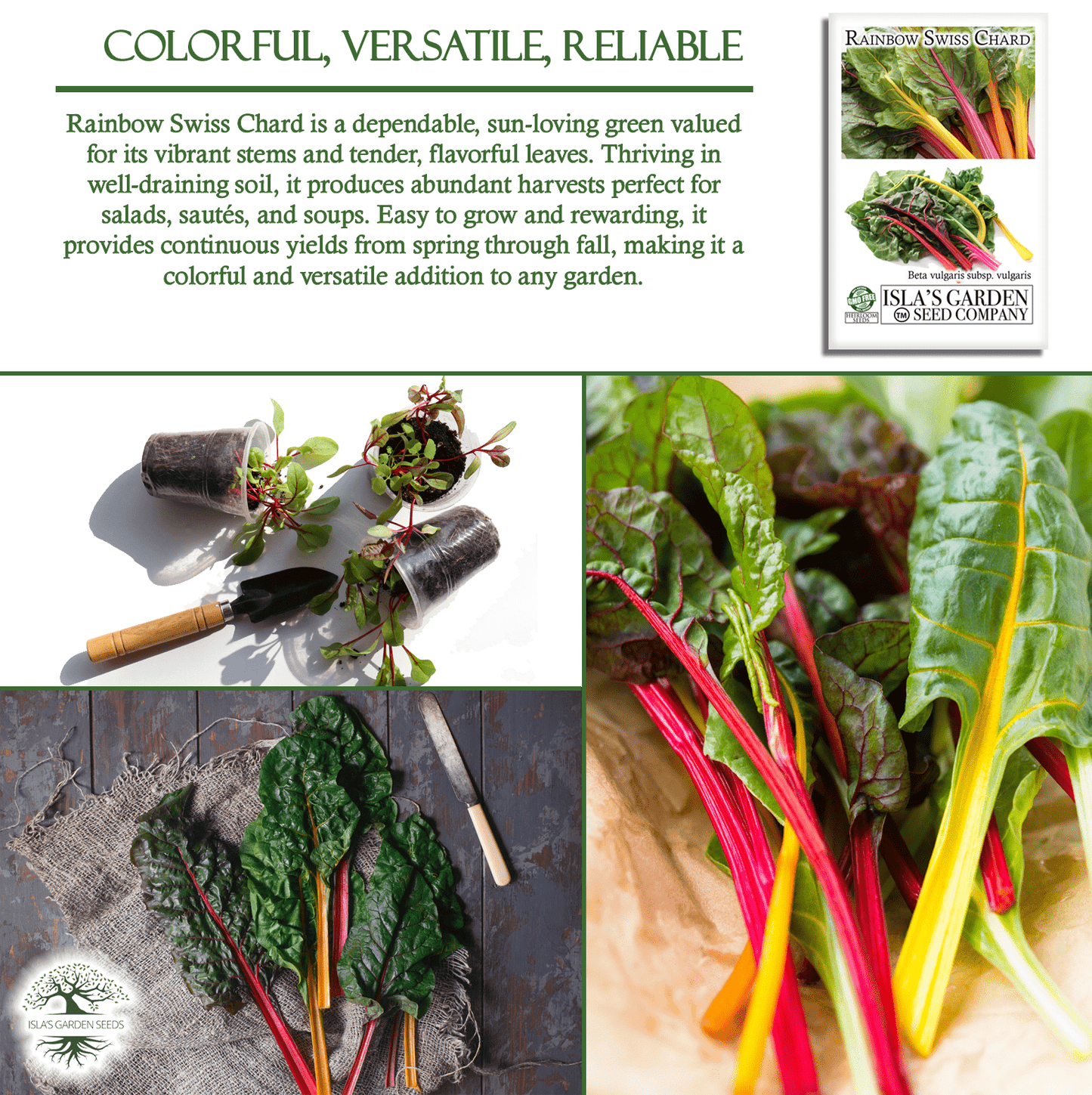 Swiss Chard Rainbow | 300 Seeds/Pk