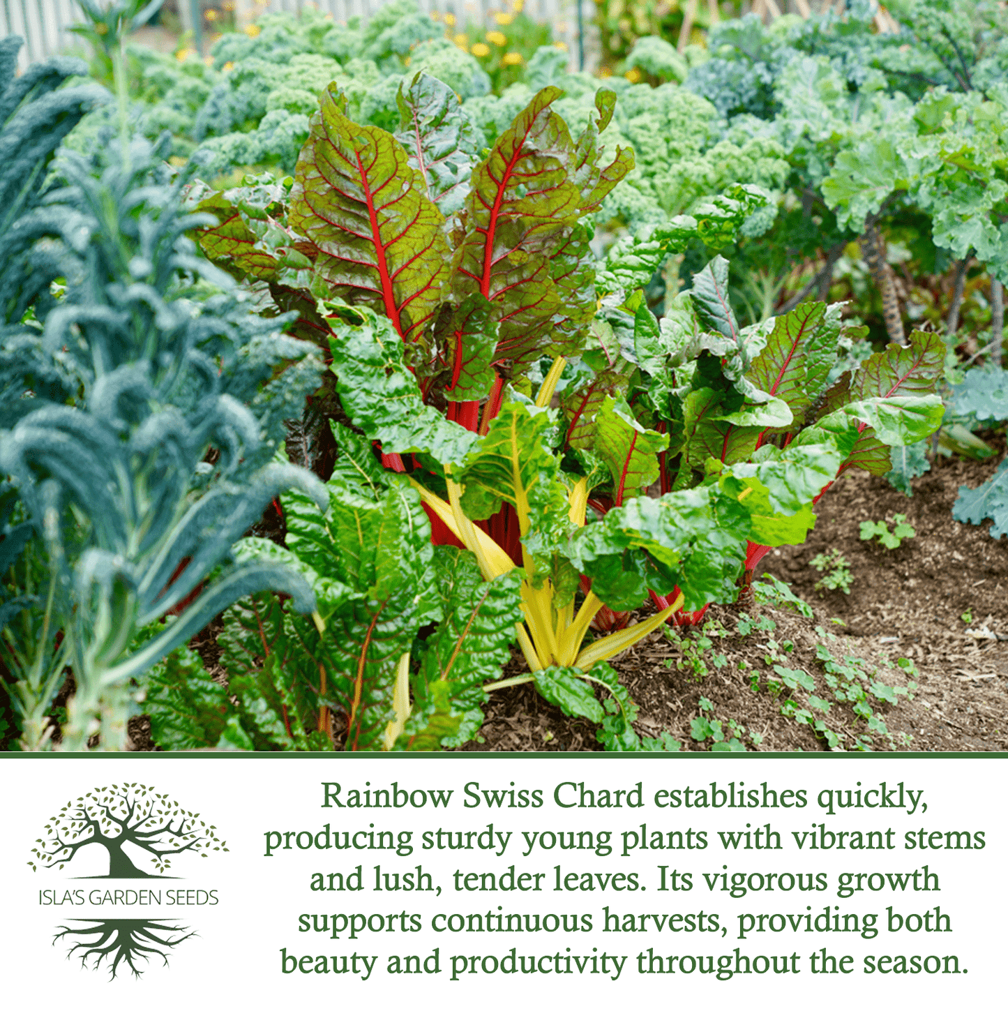 Swiss Chard Rainbow | 300 Seeds/Pk