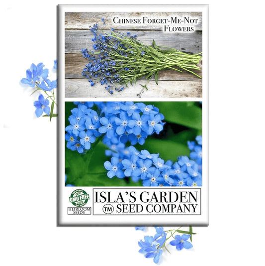 Chinese Forget-Me-Not Flowers | 300 Seeds/Pk