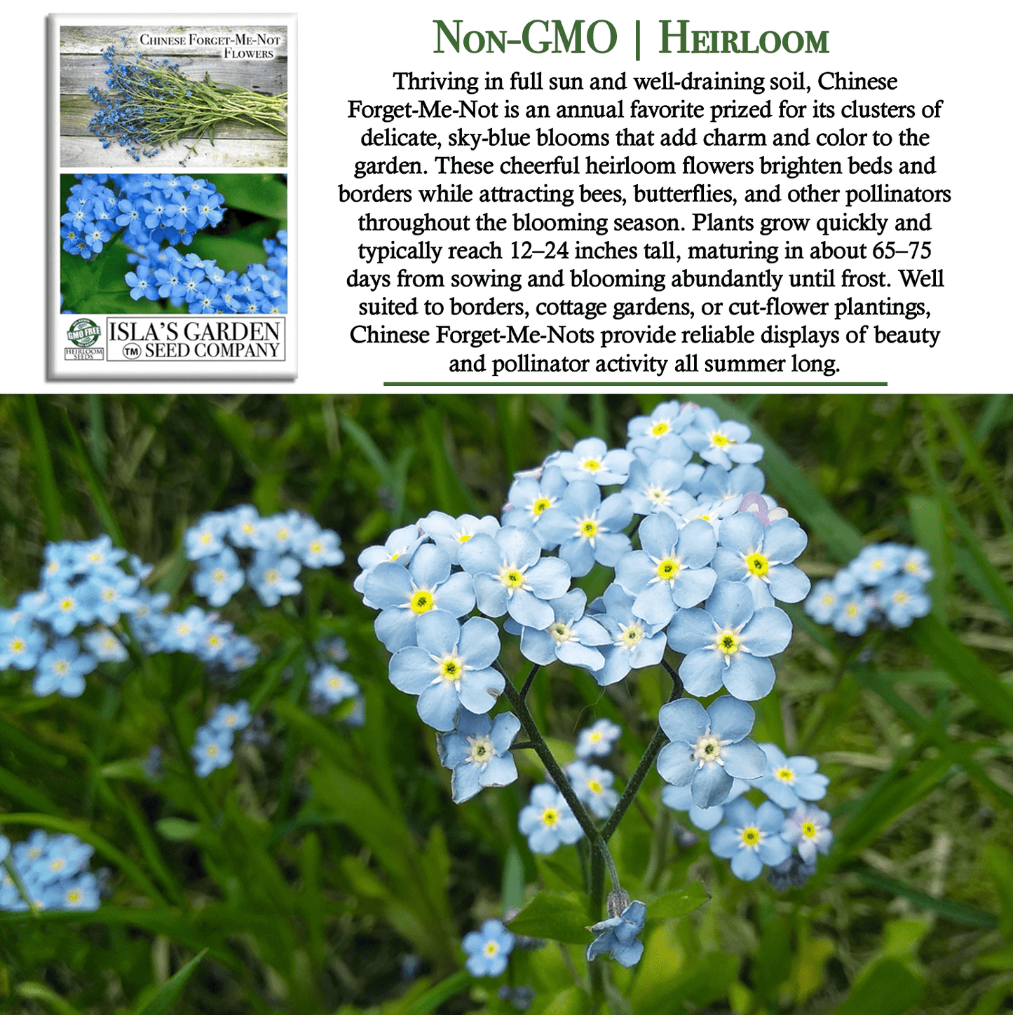 Chinese Forget-Me-Not Flowers | 300 Seeds/Pk