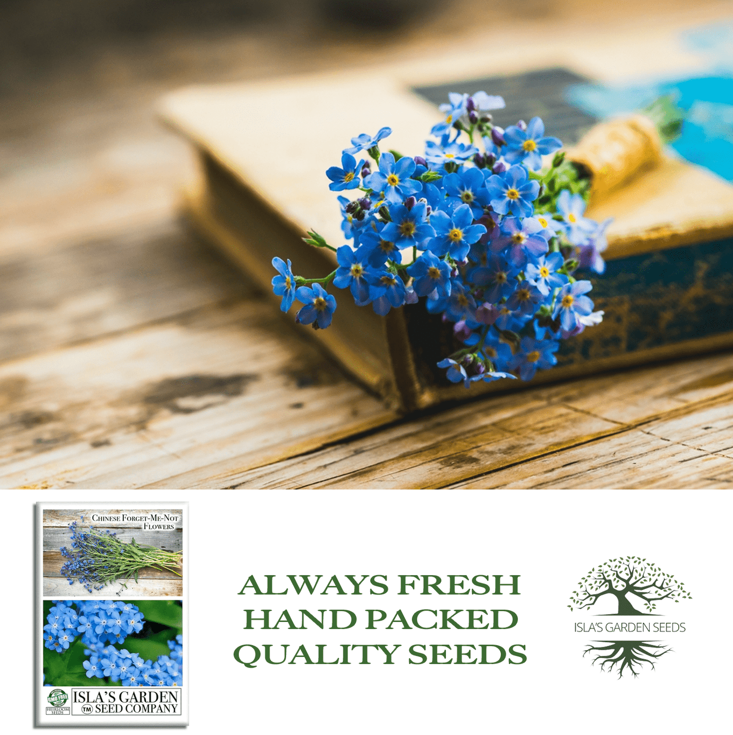 Chinese Forget-Me-Not Flowers | 300 Seeds/Pk