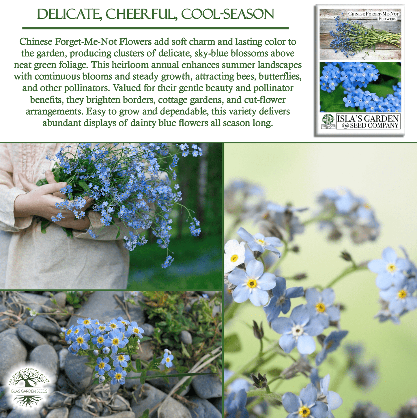 Chinese Forget-Me-Not Flowers | 300 Seeds/Pk