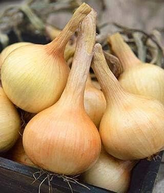 Walla Walla Onion | 300 Seeds/Pk