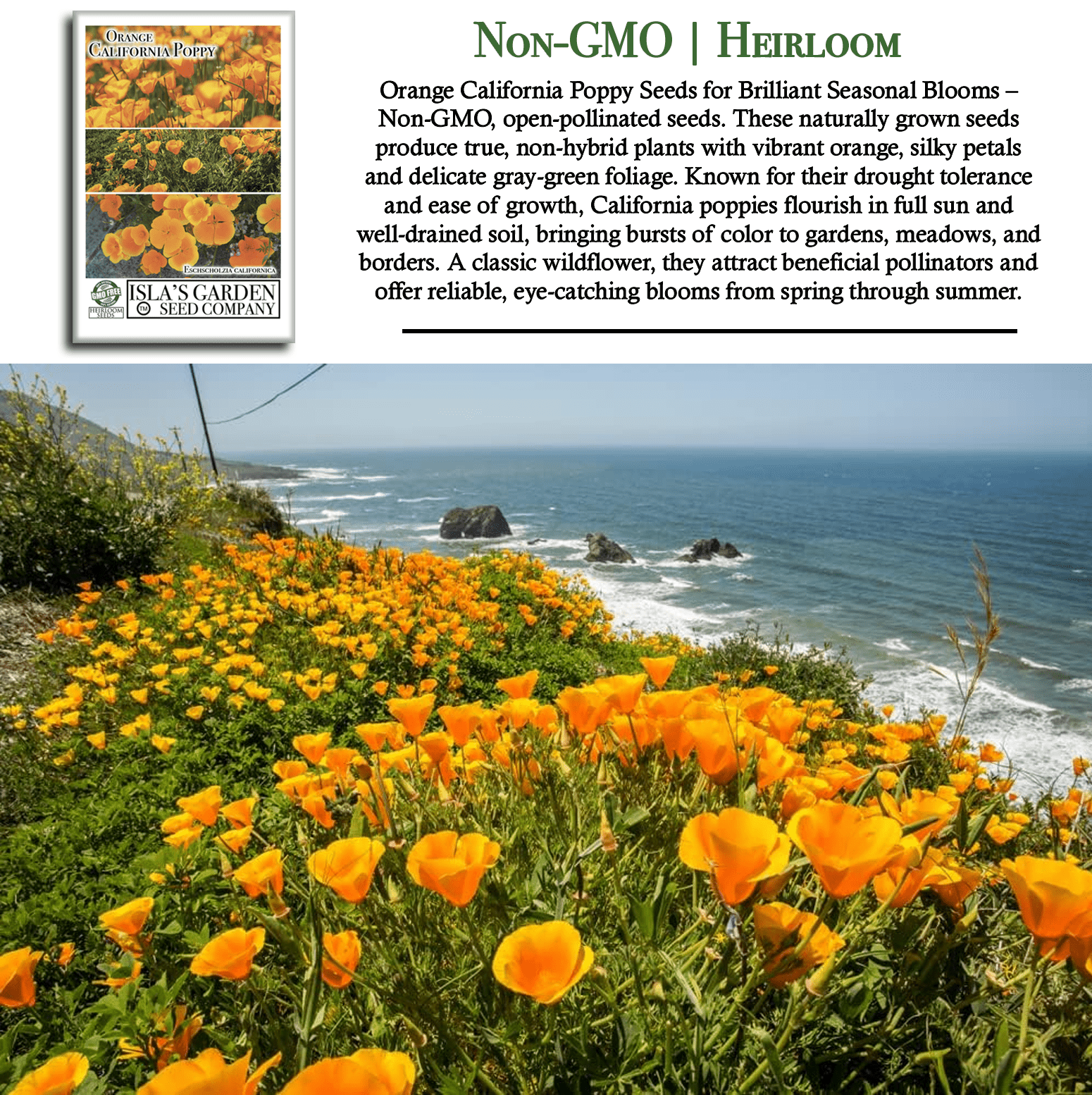 Orange California Poppy Seeds – 1500 Seeds/PK, Non-GMO Heirloom Wildflowers