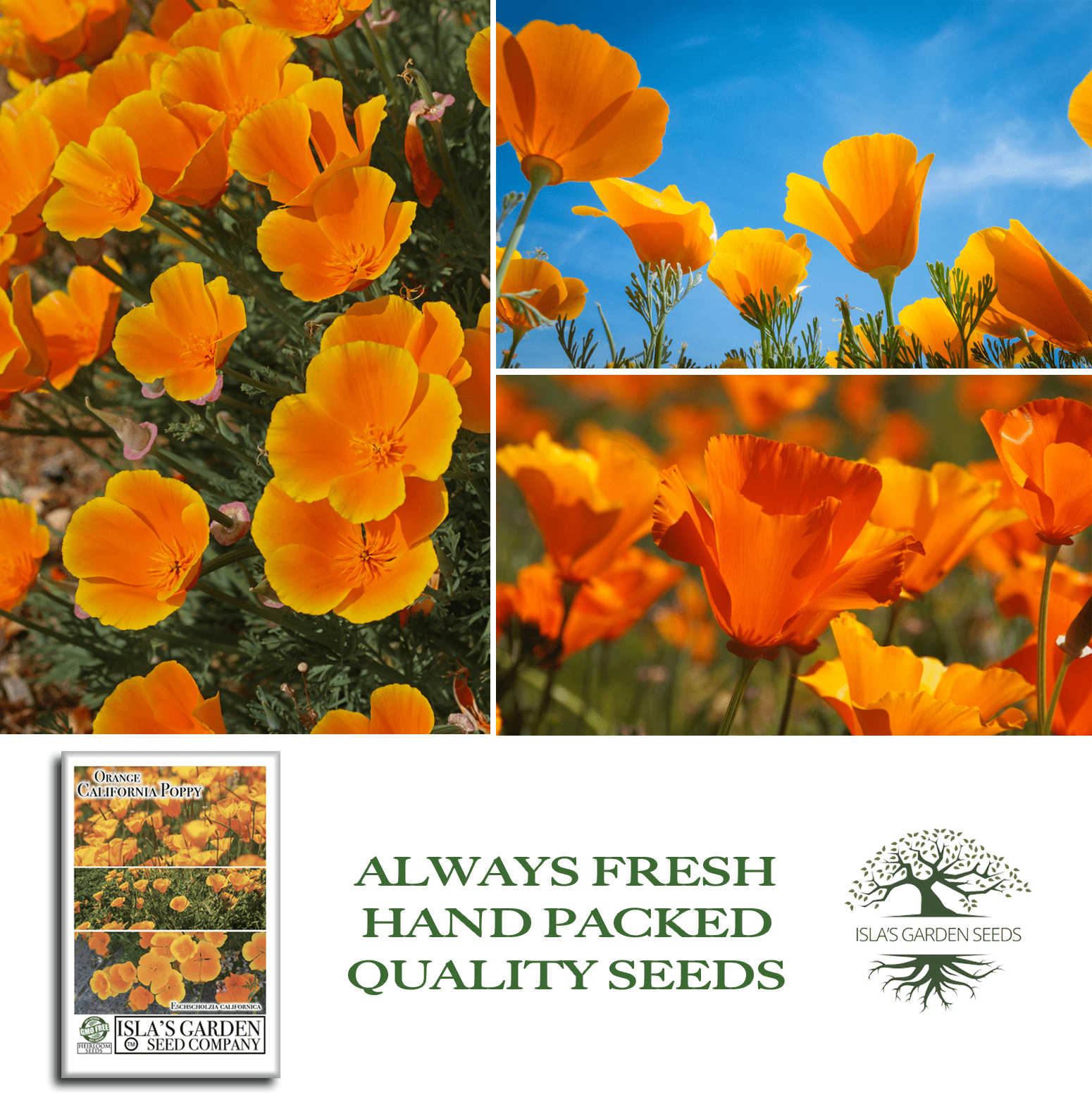Orange California Poppy Seeds – 1500 Seeds/PK, Non-GMO Heirloom Wildflowers