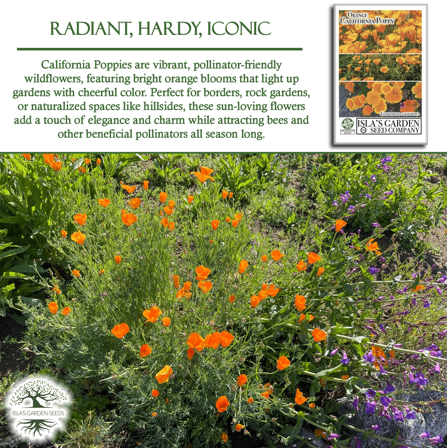 Orange California Poppy Seeds – 1500 Seeds/PK, Non-GMO Heirloom Wildflowers