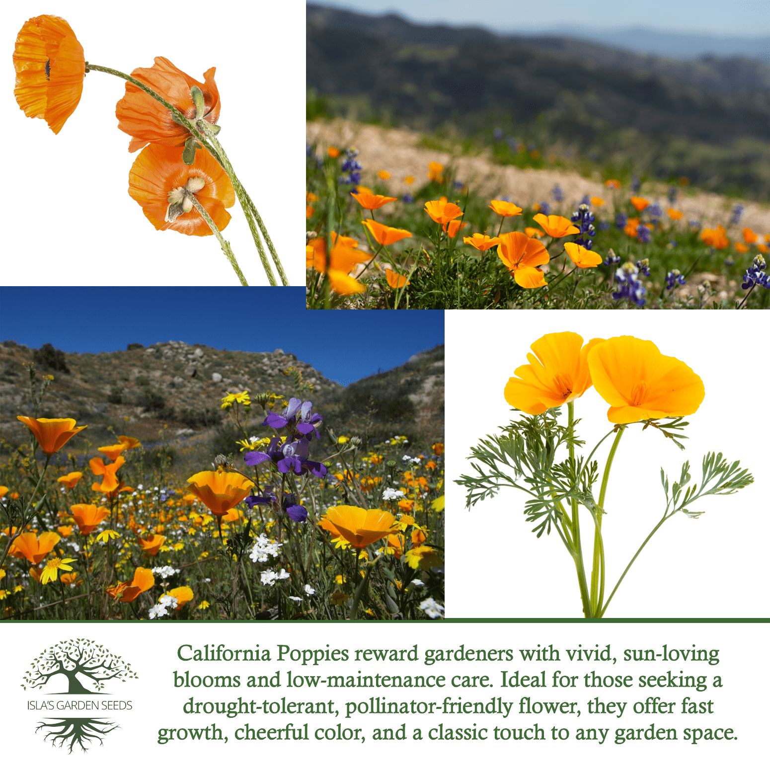 Orange California Poppy Seeds – 1500 Seeds/PK, Non-GMO Heirloom Wildflowers