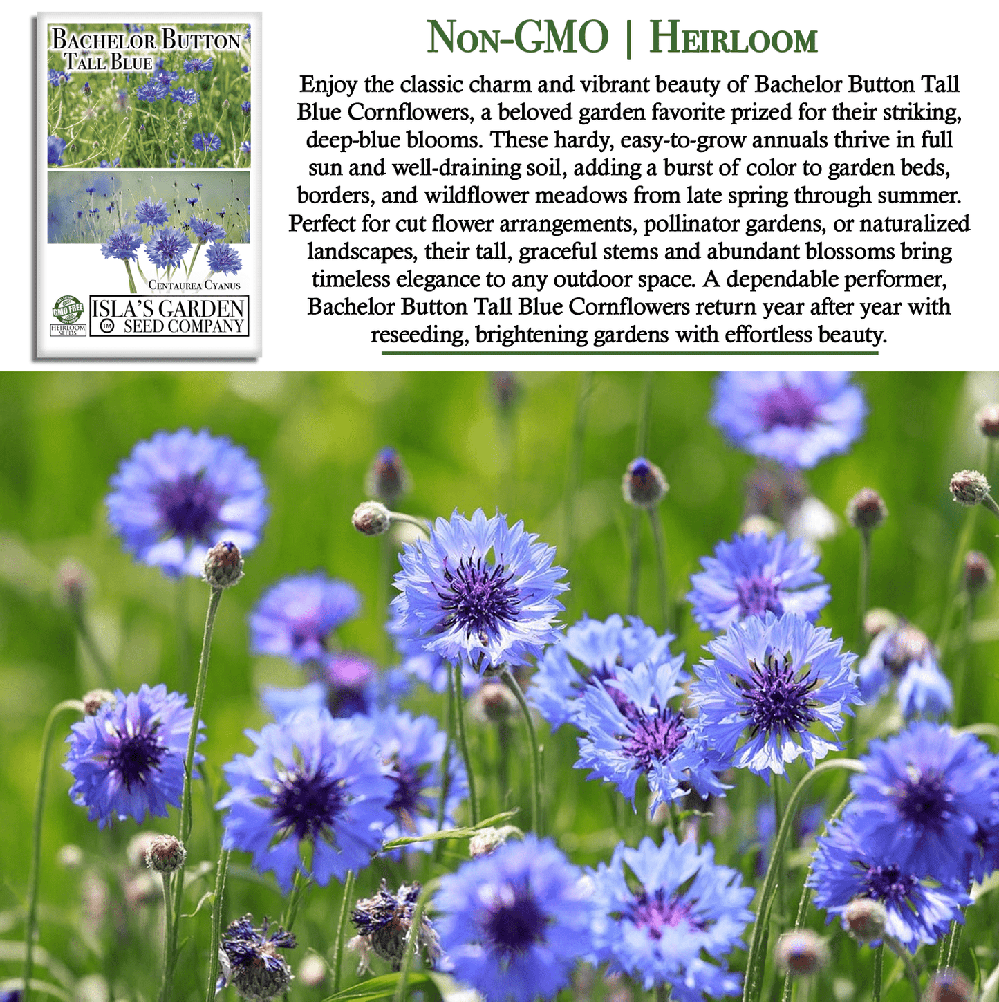 Bachelor Button Tall Blue Cornflowers | 200 Seeds/Pk