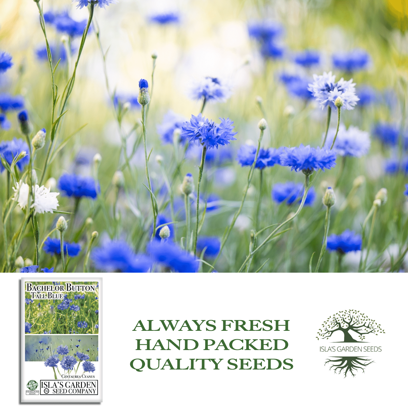 Bachelor Button Tall Blue Cornflowers | 200 Seeds/Pk