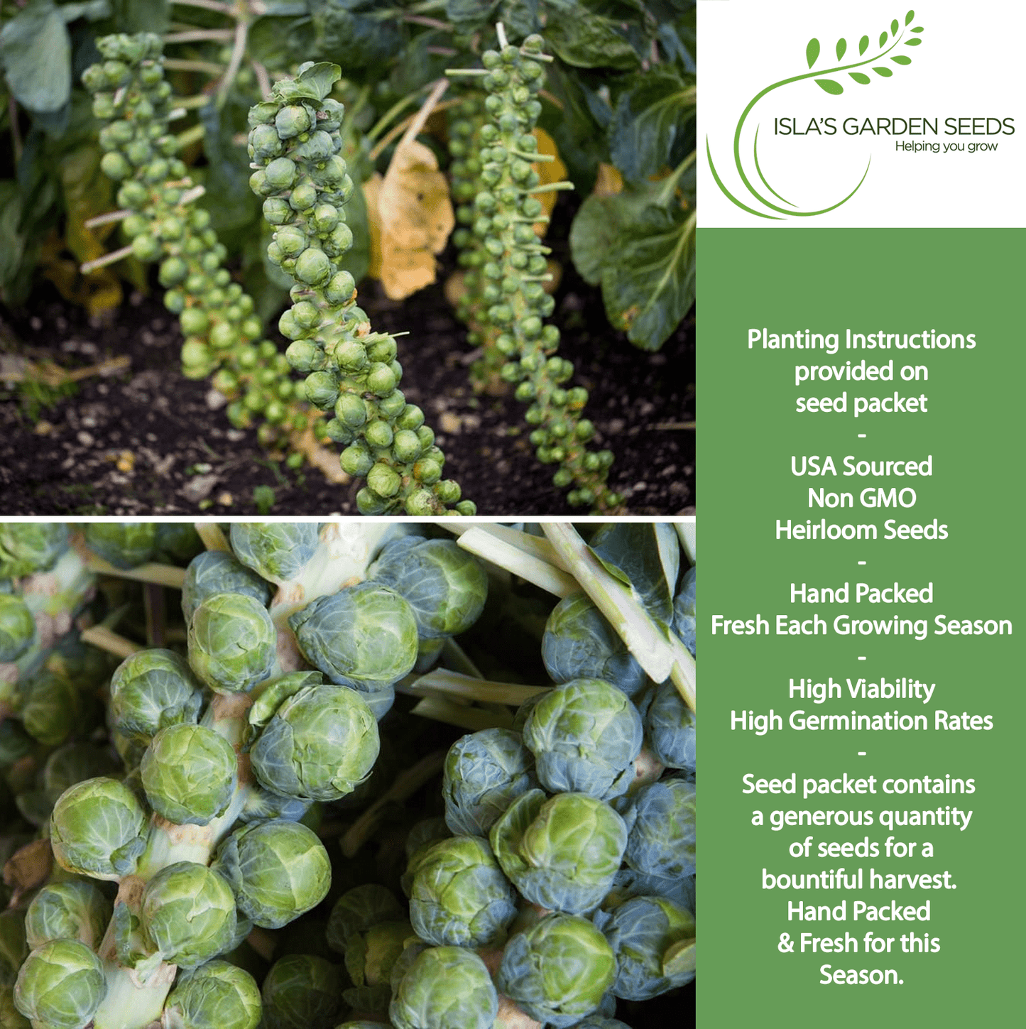 Long Island Improved Brussels Sprouts | 200 Seeds/Pk