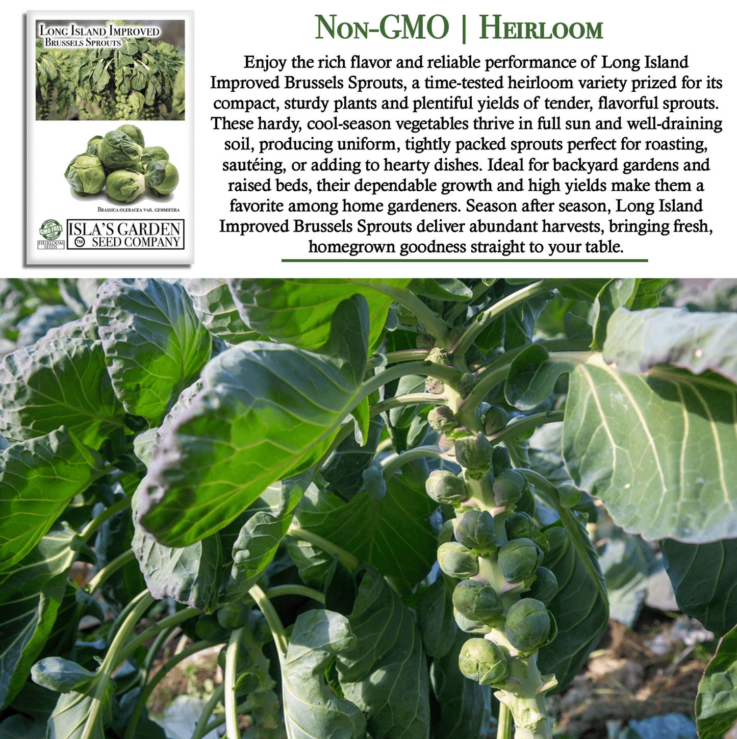 Long Island Improved Brussels Sprouts | 200 Seeds/Pk