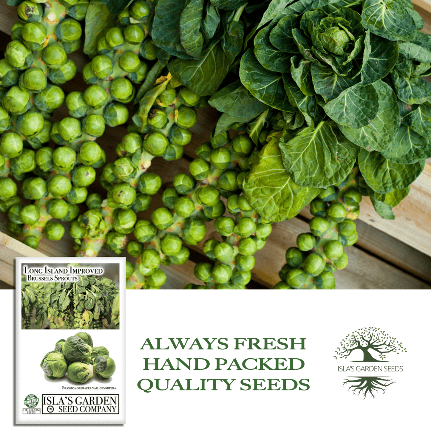 Long Island Improved Brussels Sprouts | 200 Seeds/Pk
