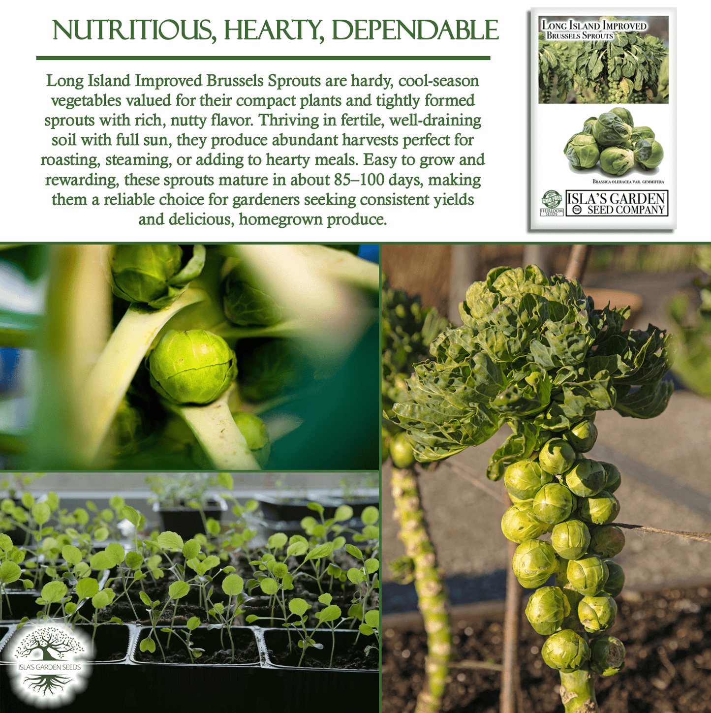 Long Island Improved Brussels Sprouts | 200 Seeds/Pk