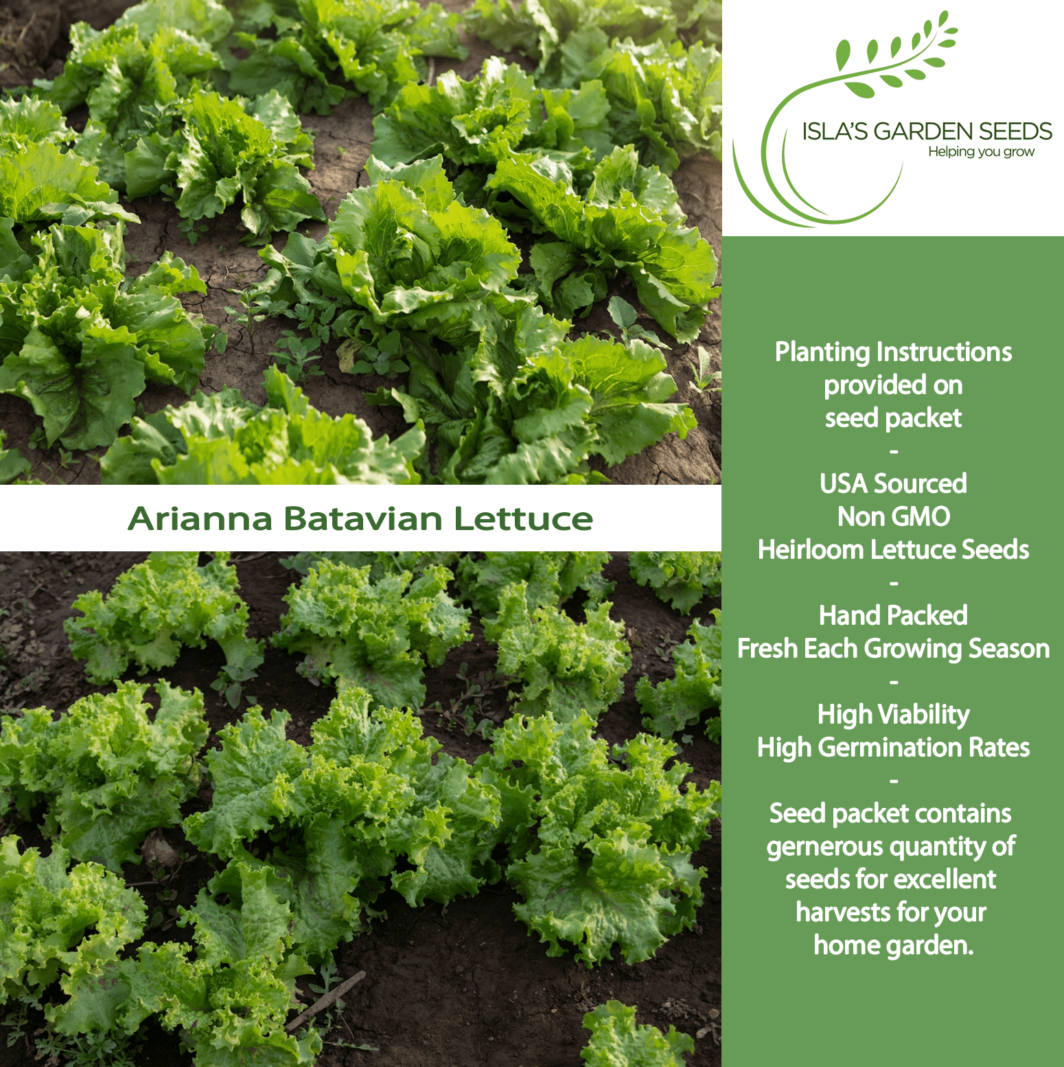 Arianna Romaine Batavian Lettuce | 1000 Seeds/Pk