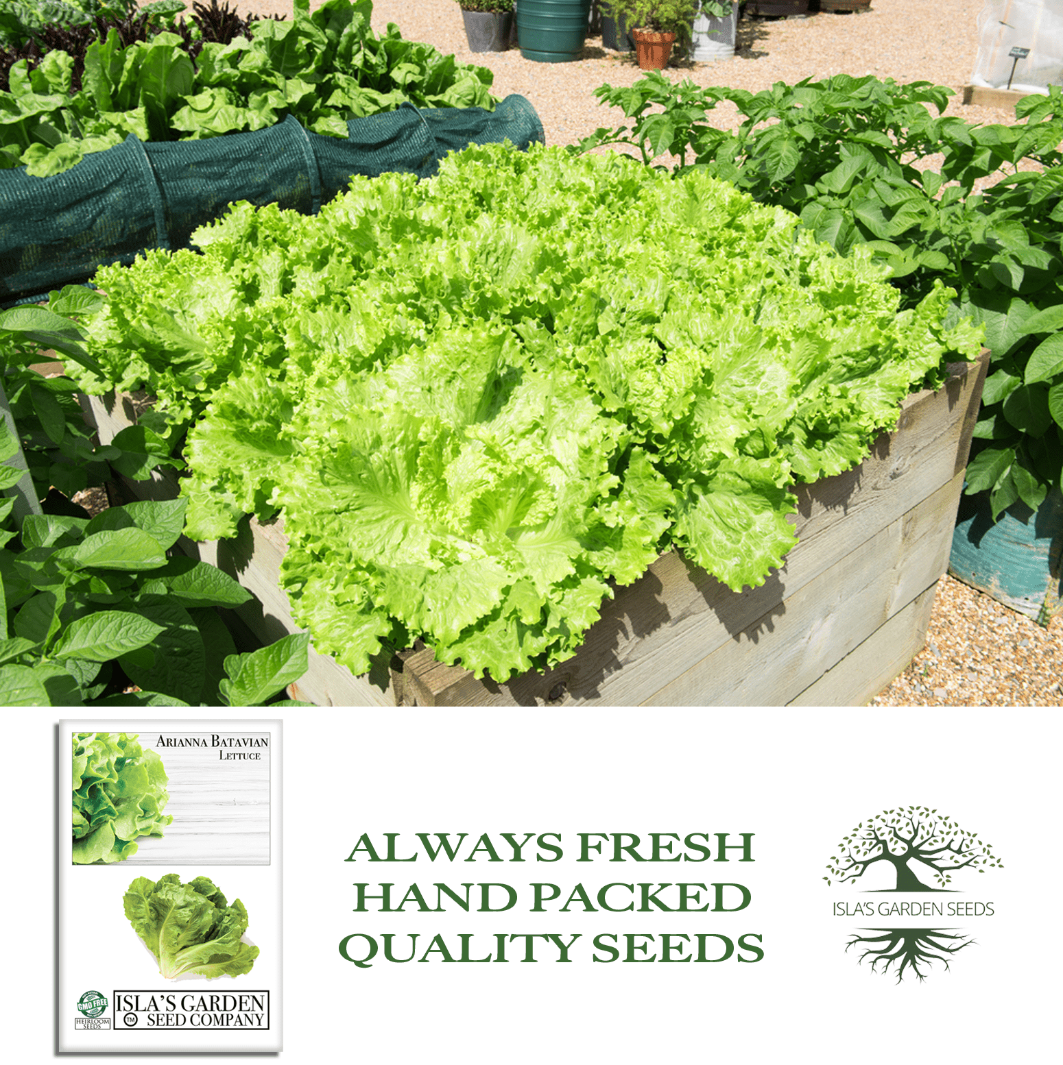Arianna Romaine Batavian Lettuce | 1000 Seeds/Pk