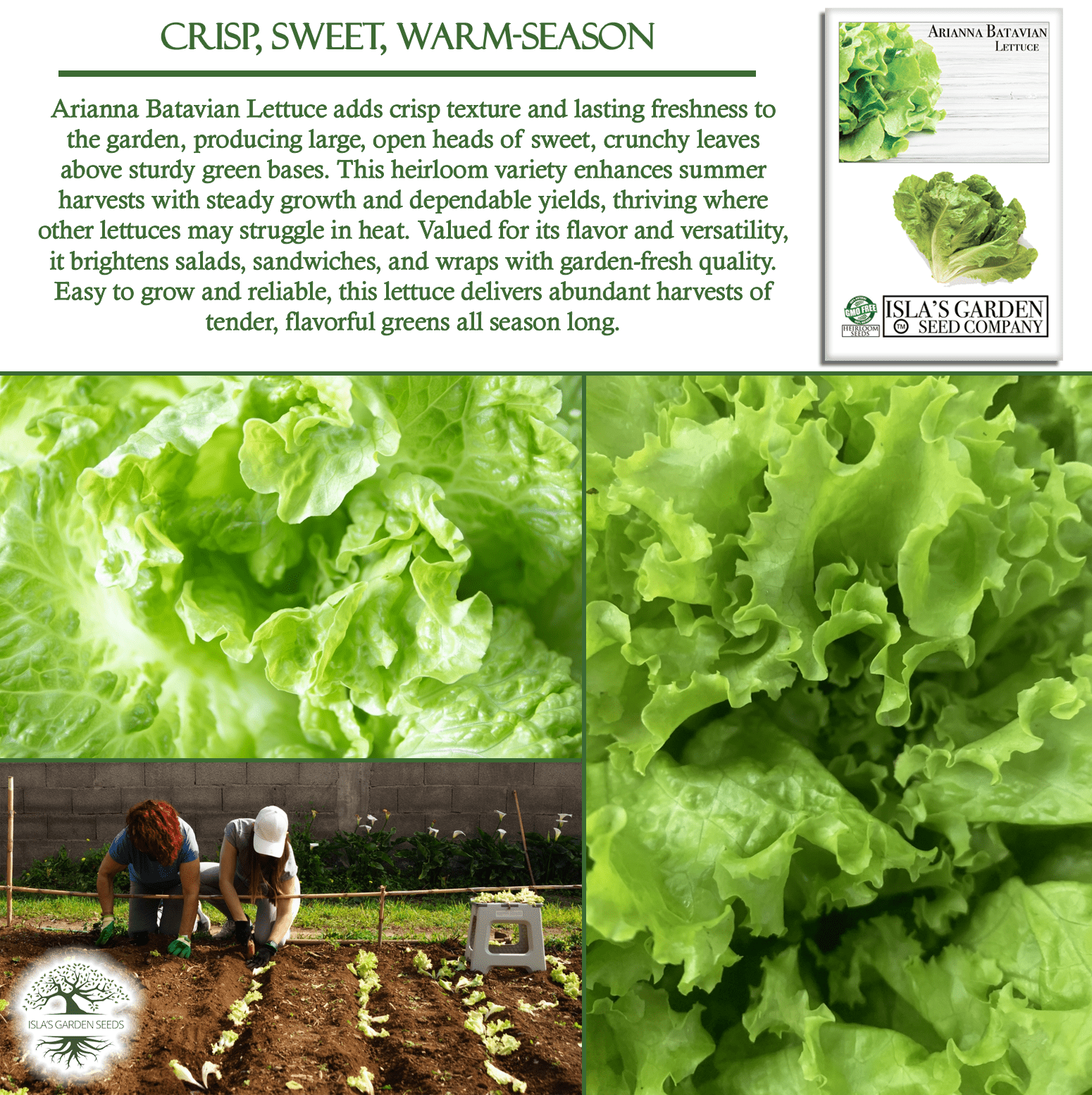 Arianna Romaine Batavian Lettuce | 1000 Seeds/Pk