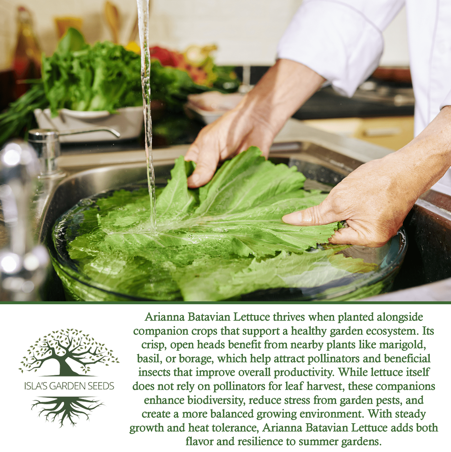 Arianna Romaine Batavian Lettuce | 1000 Seeds/Pk