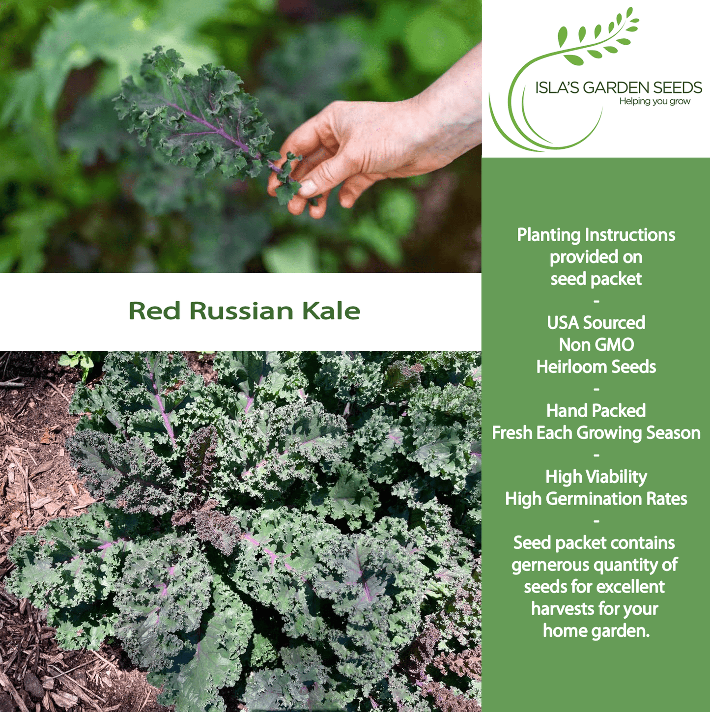 Red Russian Kale | 750 Seeds/Pk