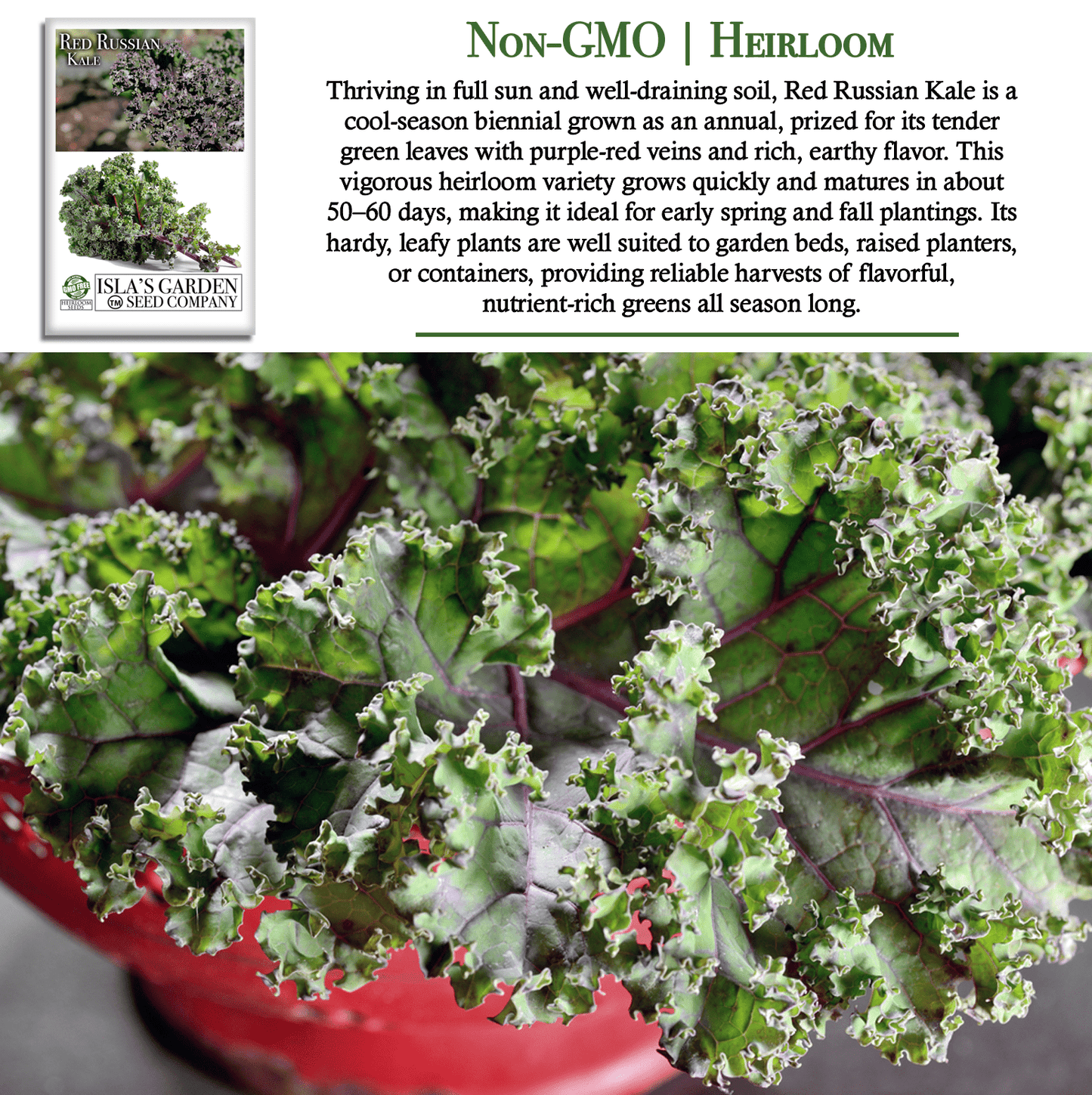 Red Russian Kale | 750 Seeds/Pk