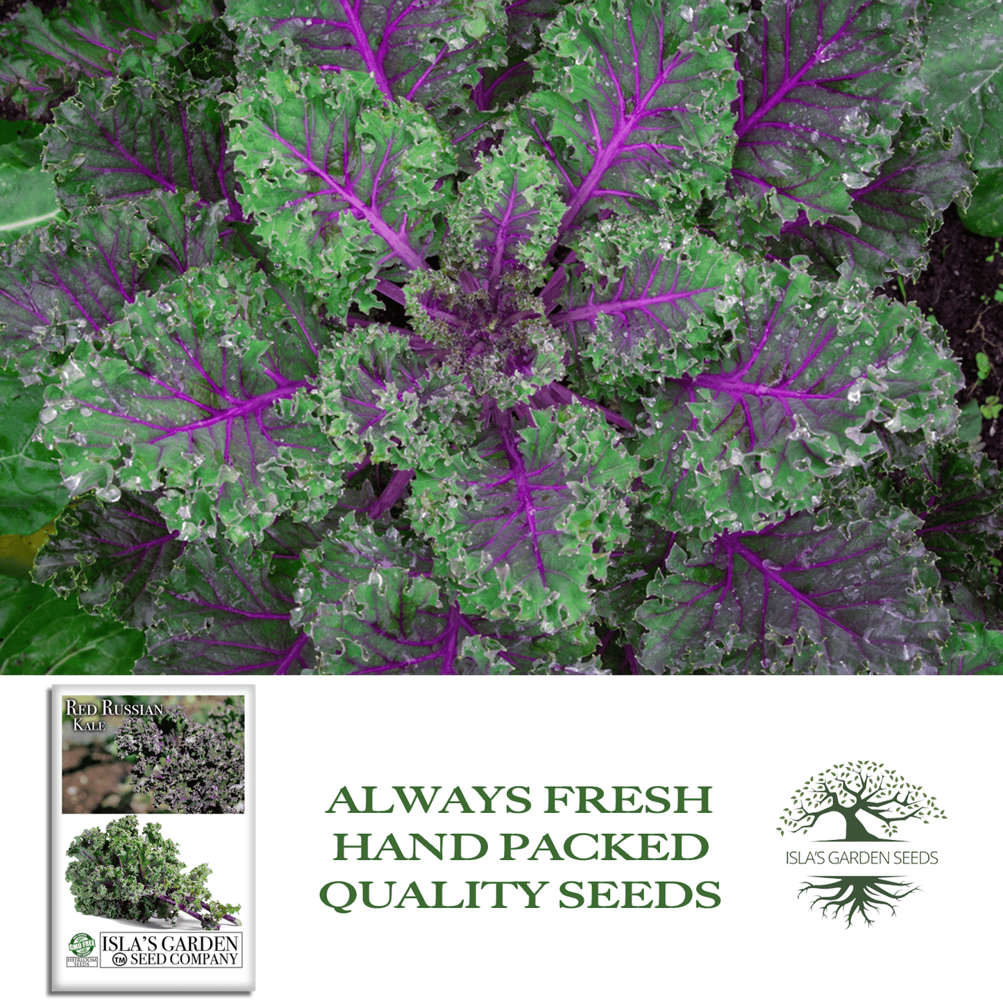 Red Russian Kale | 750 Seeds/Pk