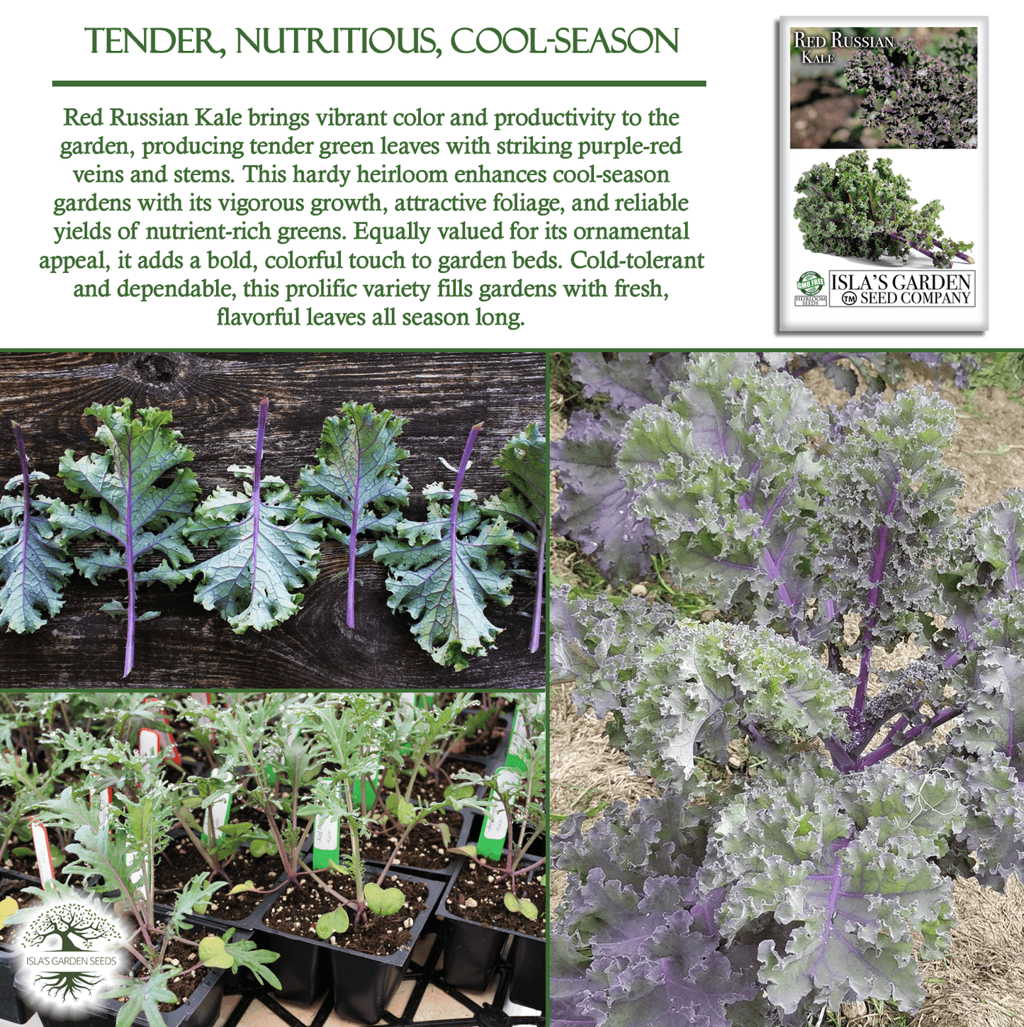 Red Russian Kale | 750 Seeds/Pk