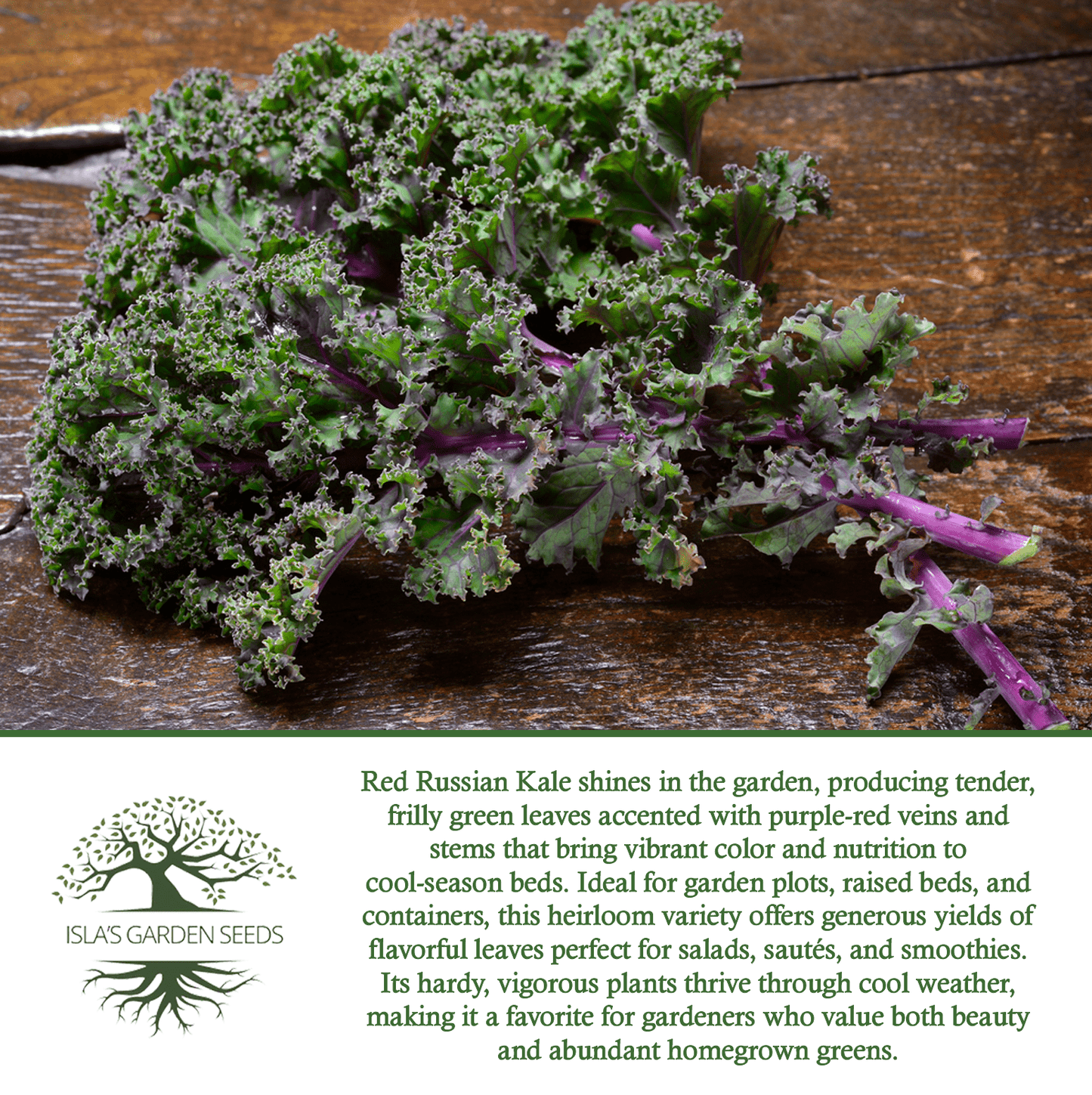 Red Russian Kale | 750 Seeds/Pk