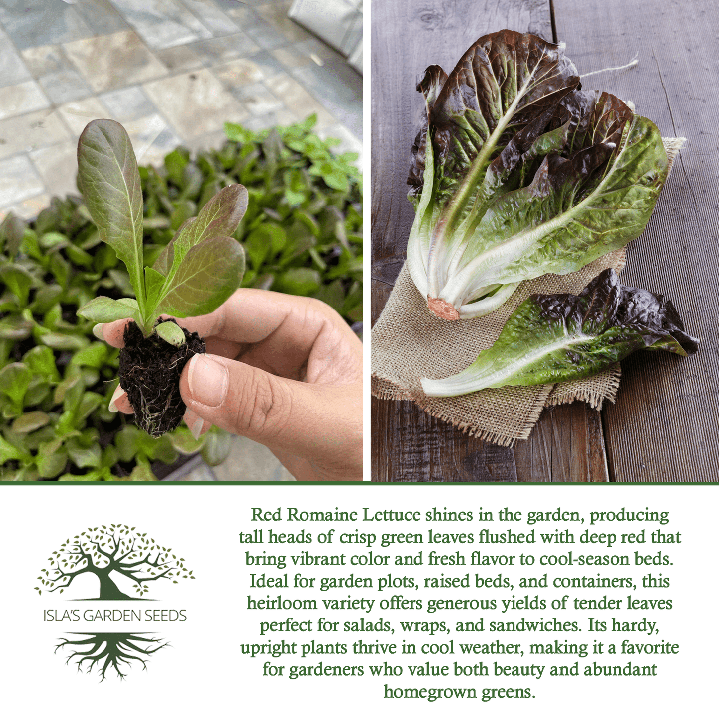 Red Romaine Lettuce | 1000 Seeds/Pk