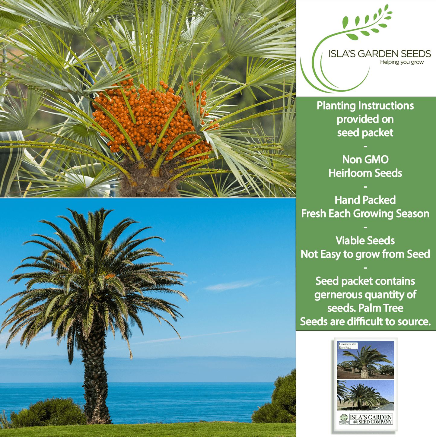 Canary Island Date Palm Tree Seeds, 15 Seeds/Pk