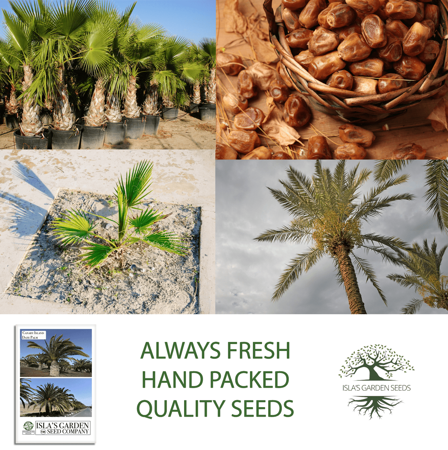 Canary Island Date Palm Tree Seeds, 15 Seeds/Pk