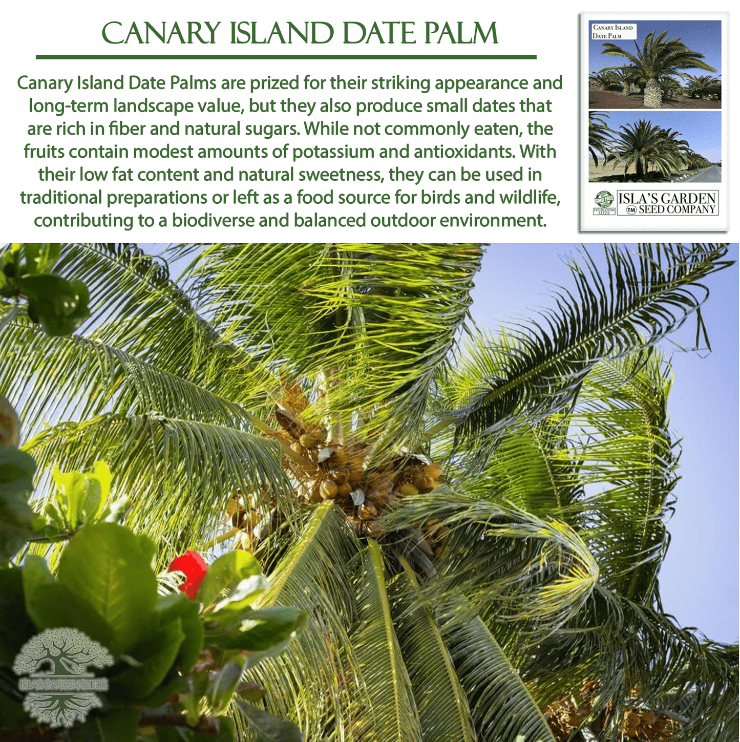 Canary Island Date Palm Tree Seeds, 15 Seeds/Pk