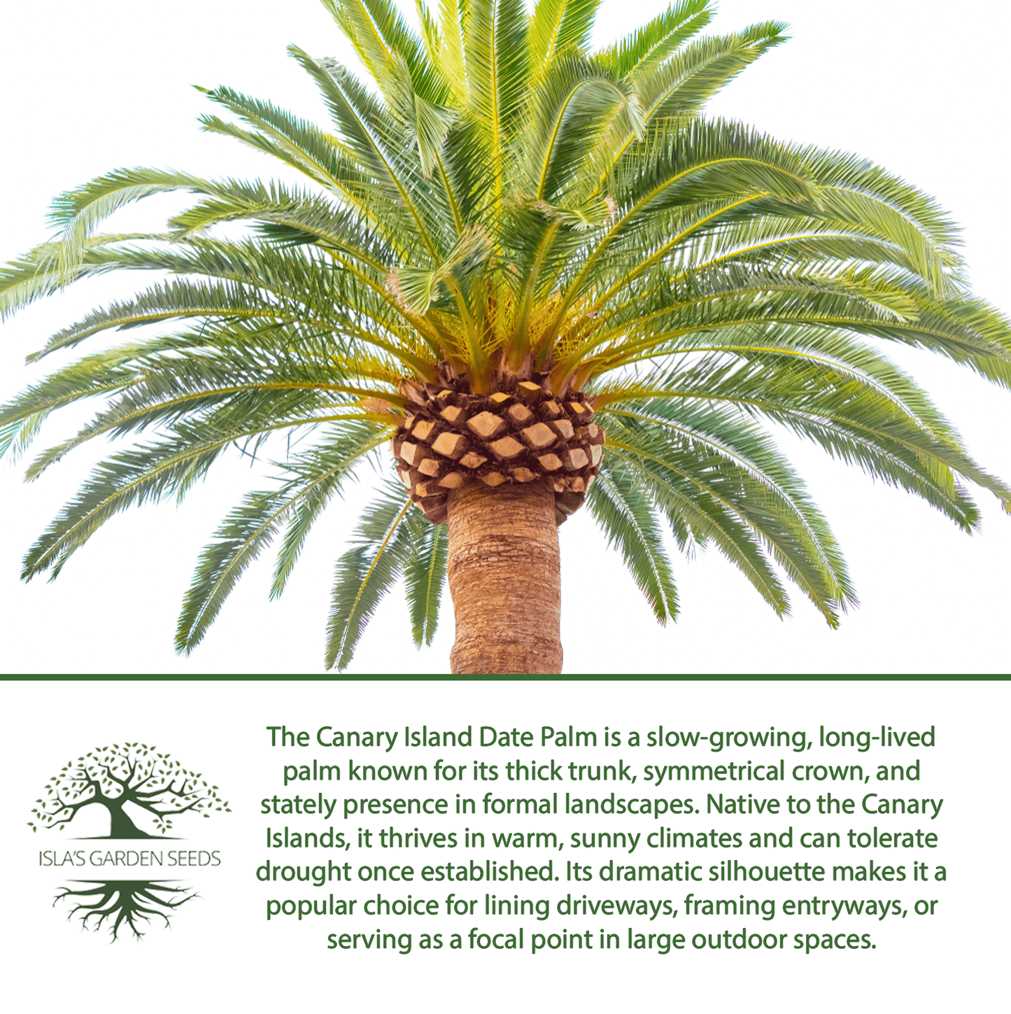 Canary Island Date Palm Tree Seeds, 15 Seeds/Pk