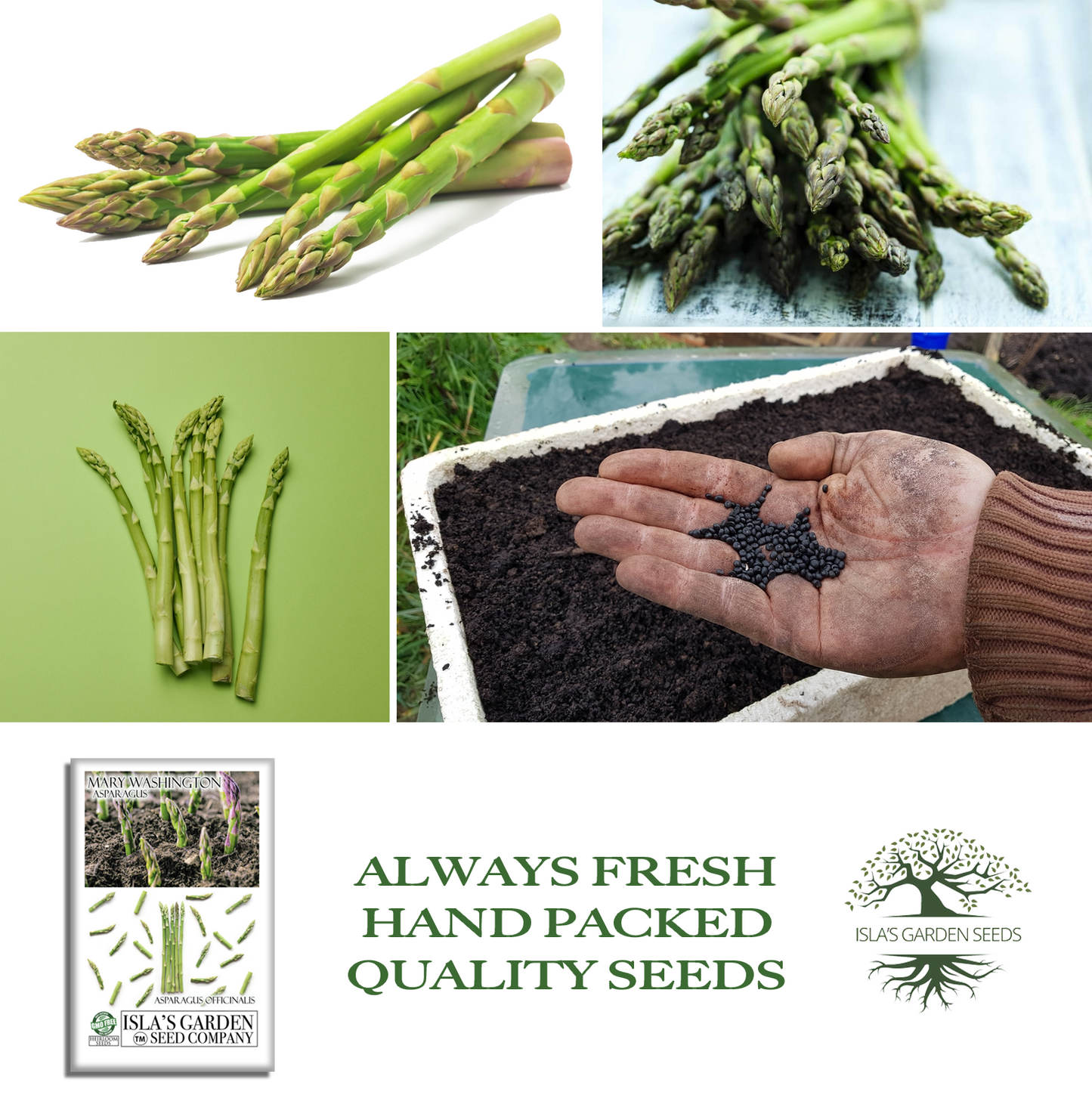 Mary Washington Asparagus | 125 Seeds/Pk