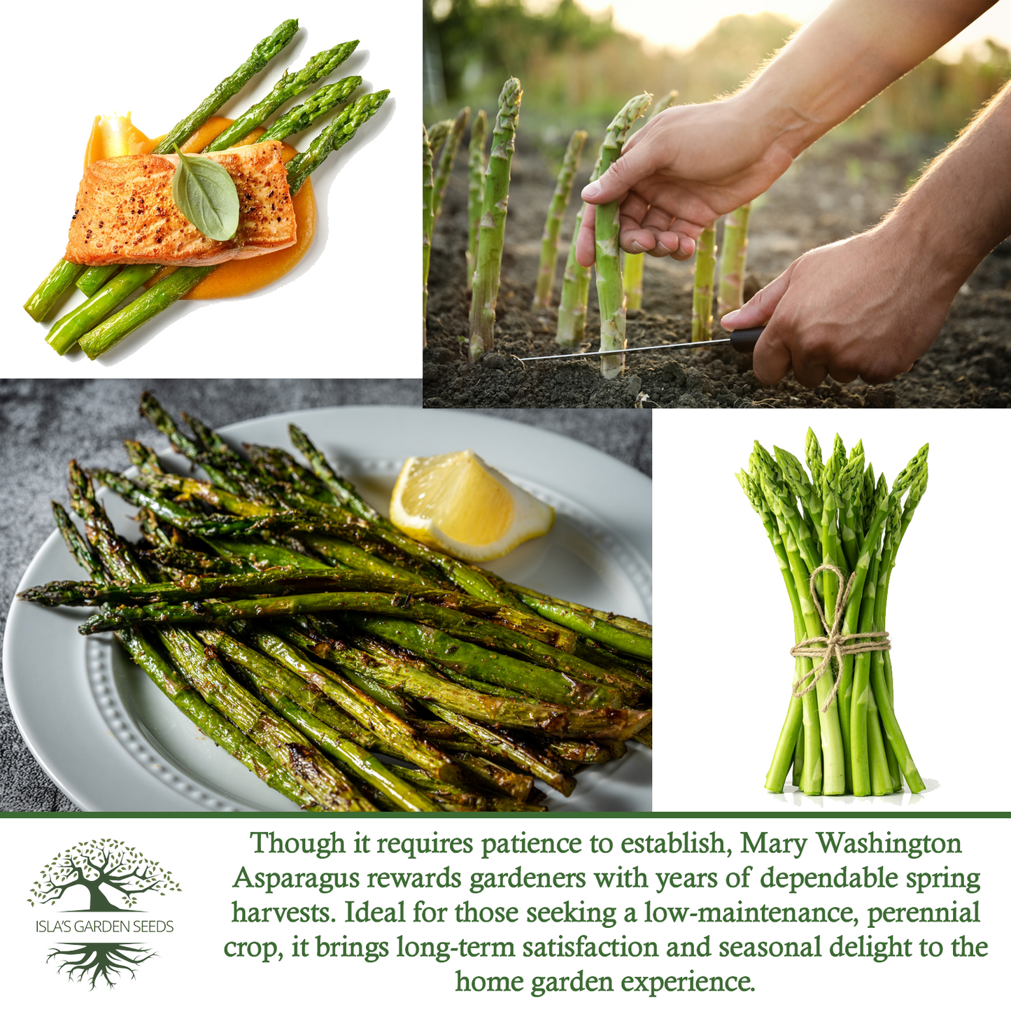 Mary Washington Asparagus | 125 Seeds/Pk
